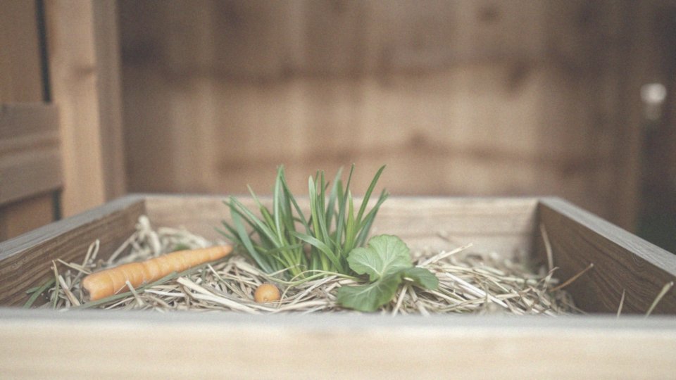 Jakie są preferencje żywieniowe królików miniaturowych?