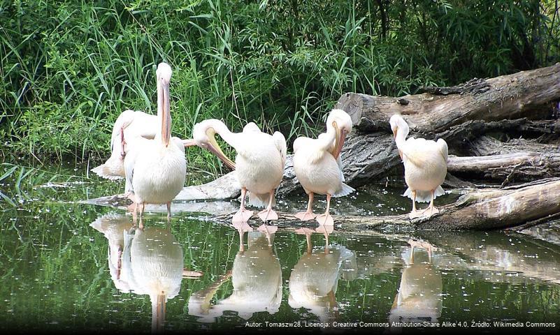 Miejski Ogród Zoologiczny w Płocku